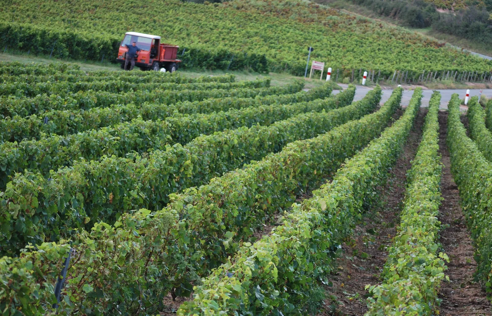 Gardiens de propriété avec logement dans un domaine viticole du Beaujolais (F/H), photo 3